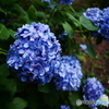 紫陽花　青