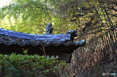 屋根の上