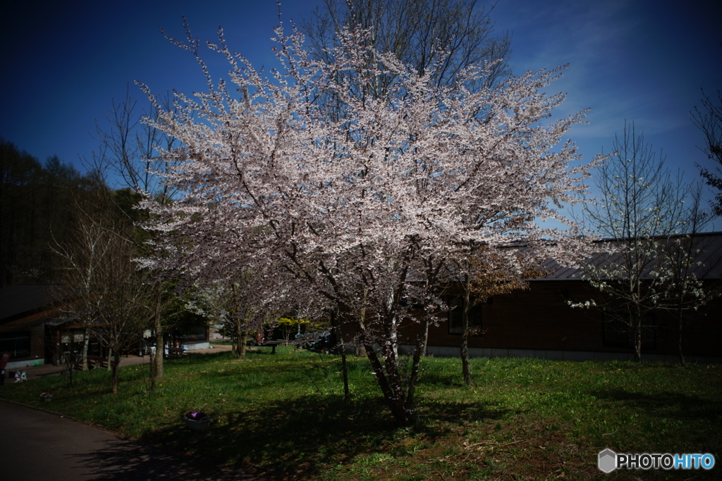 G.Wの桜
