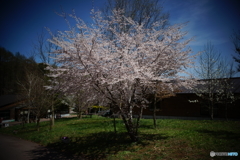 G.Wの桜