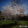 G.Wの桜