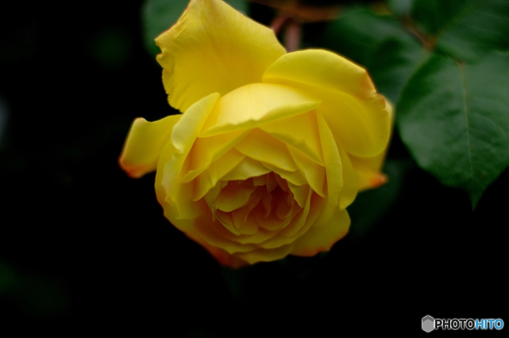 黄色い薔薇