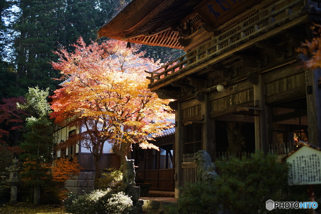 紅葉　輝き