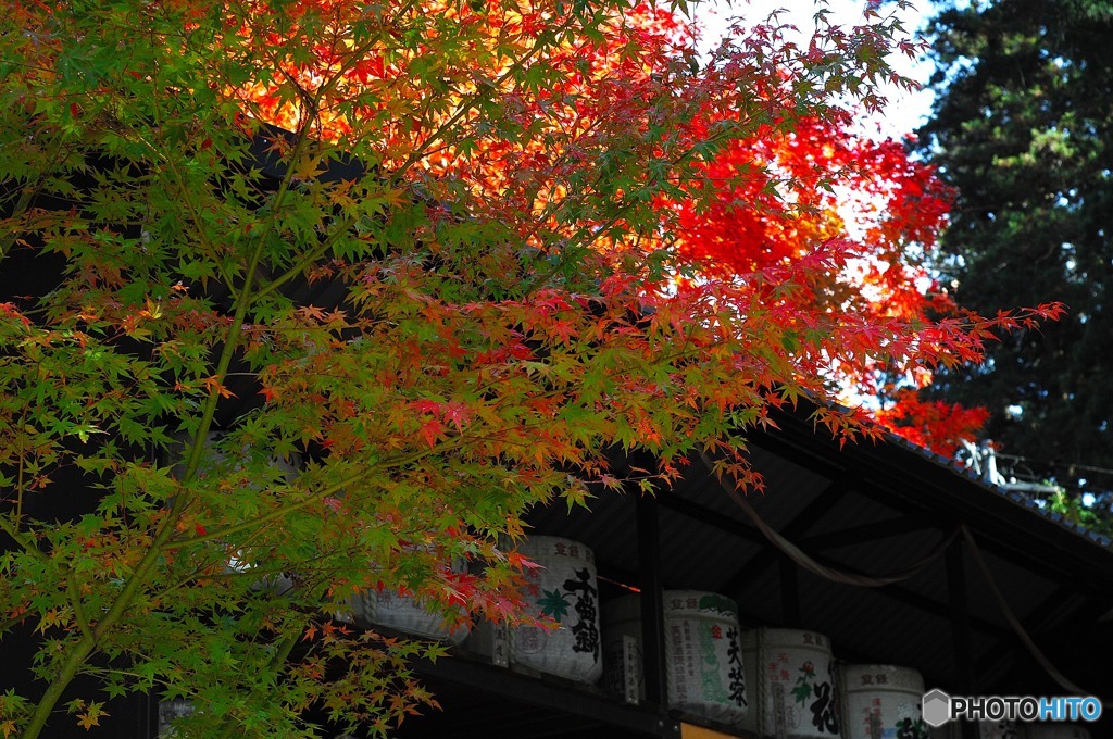 紅葉に乾杯