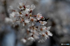 桜咲く