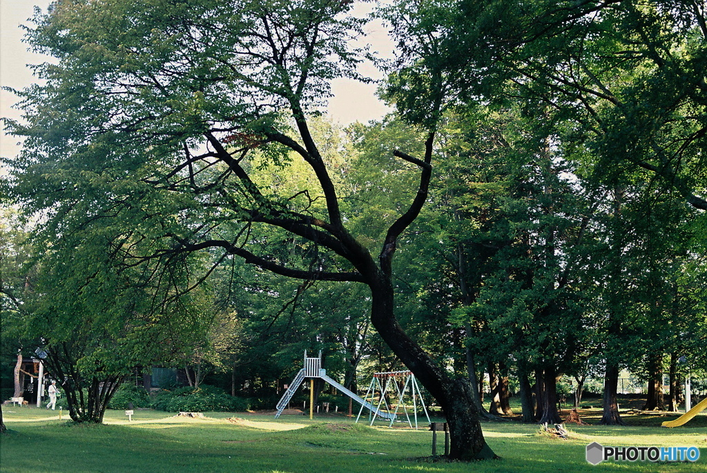 朝の公園