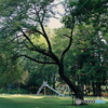 朝の公園