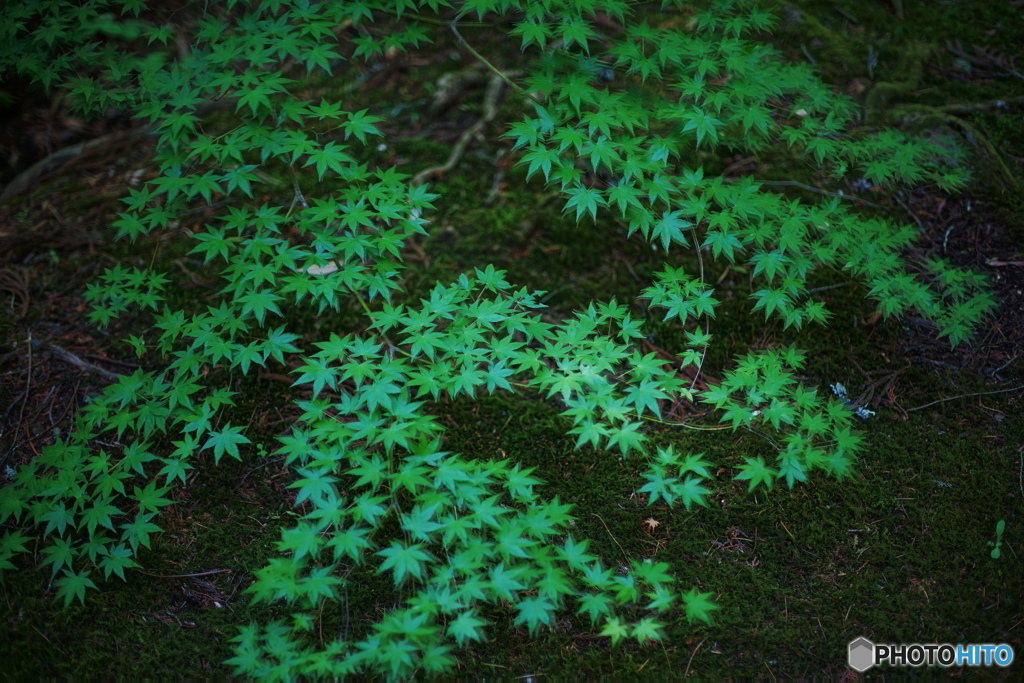緑　もみじ