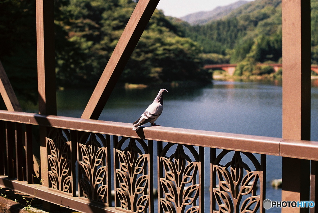 伝書鳩？