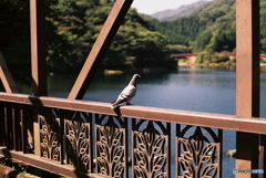 伝書鳩？