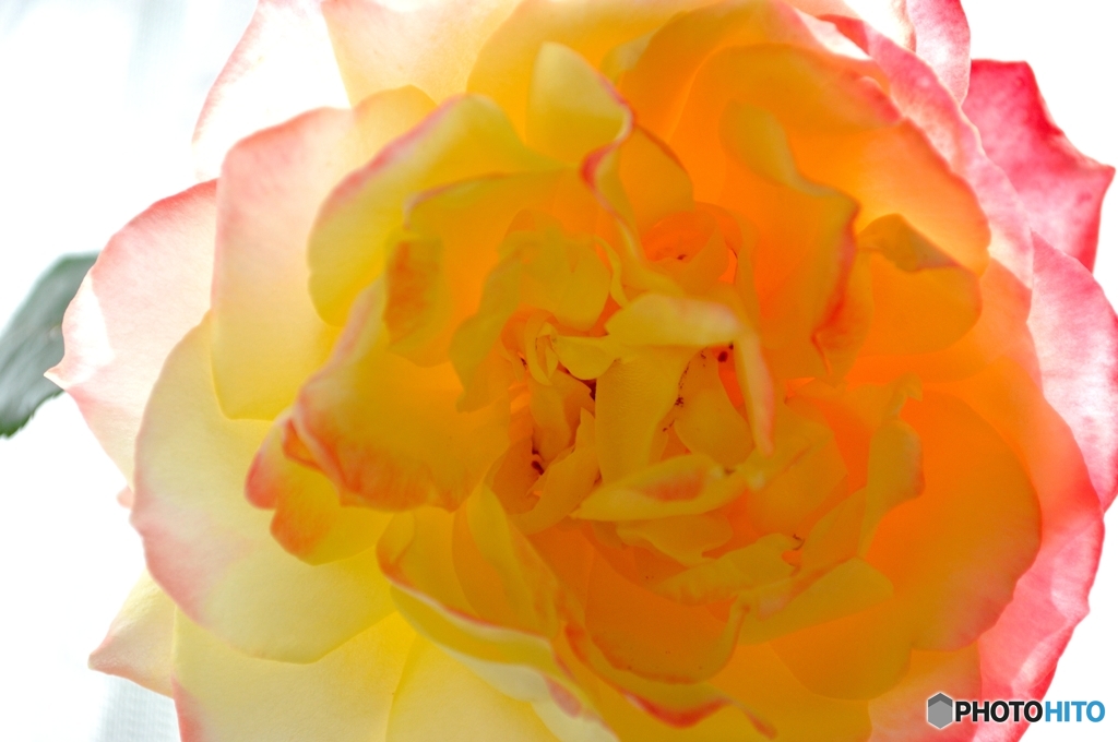 透ける薔薇