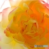 透ける薔薇