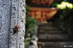 短い夏のはじまり