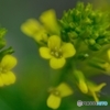 菜の花マクロ