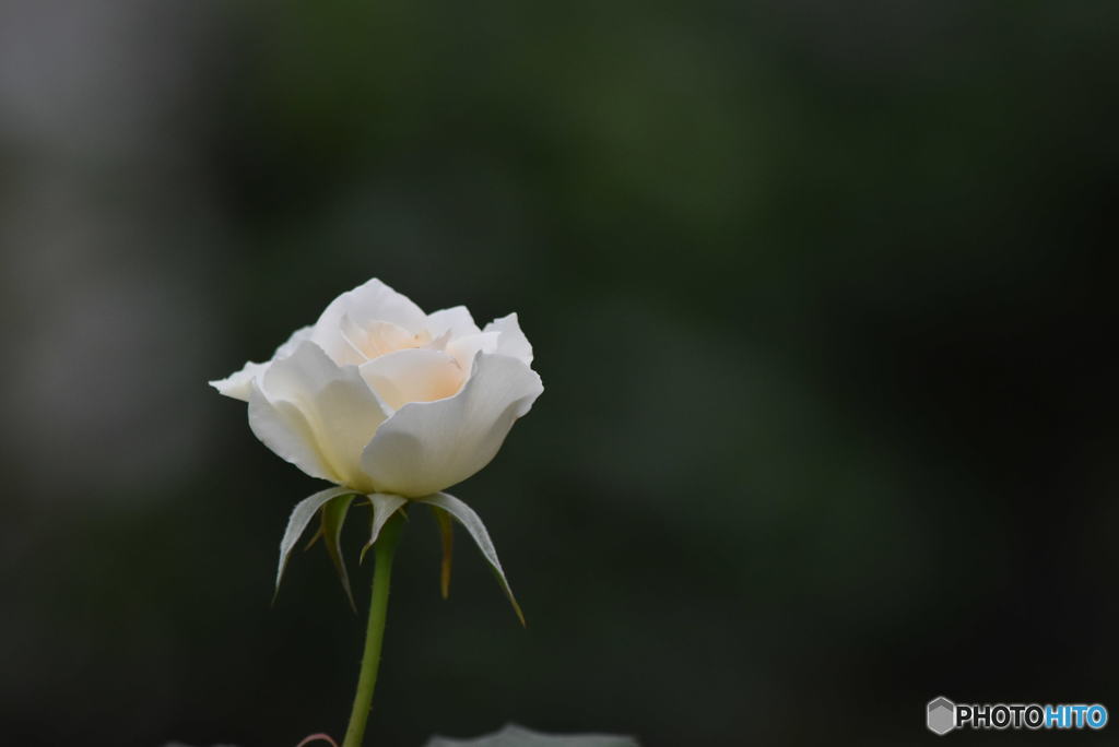 バラ　0105