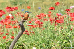 カワセミ　ポピーをバックに　1123