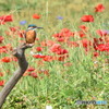 カワセミ　ポピーをバックに　1123