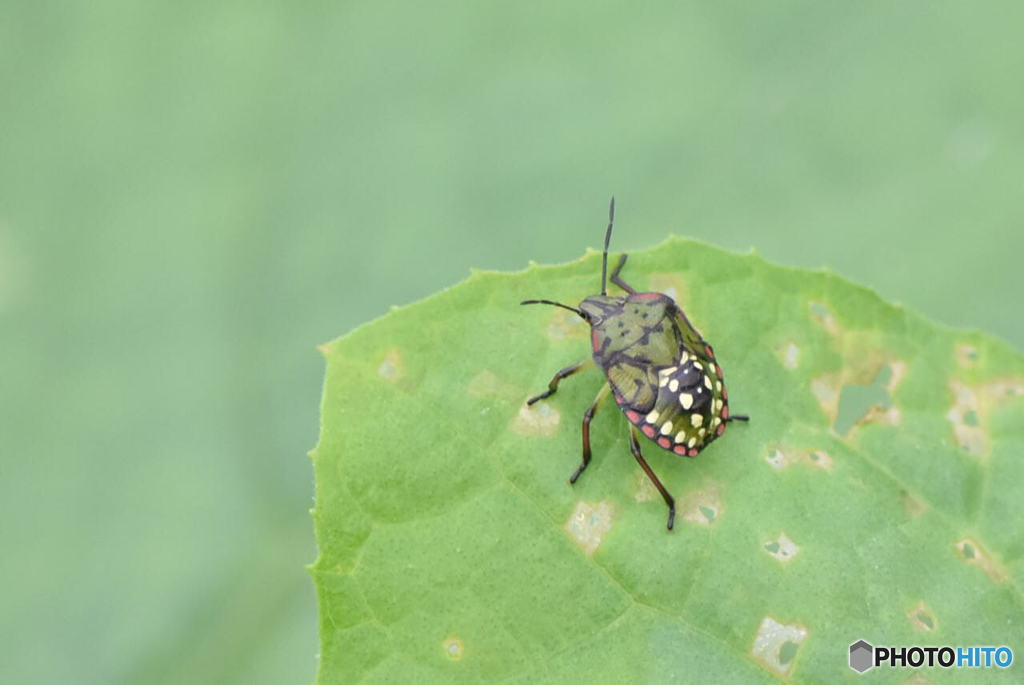 カメムシ　0184　アレチノウリの葉っぱの上で！