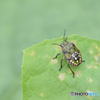 カメムシ　0184　アレチノウリの葉っぱの上で！