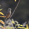 ベニマシコ　3195　♀