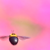 クマバチ　5929　芝桜をバックに！