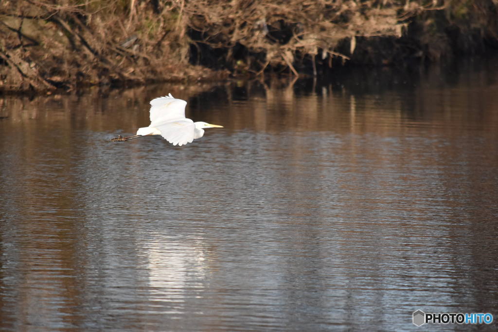 ダイサギ　0365　１２月１０日