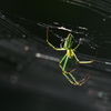 アシナガクモ　5596　チュウガタシロカネグモ