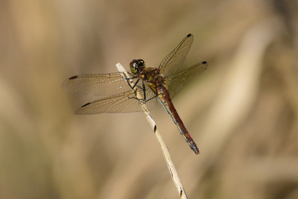 ヒメアカネ　2271　♀