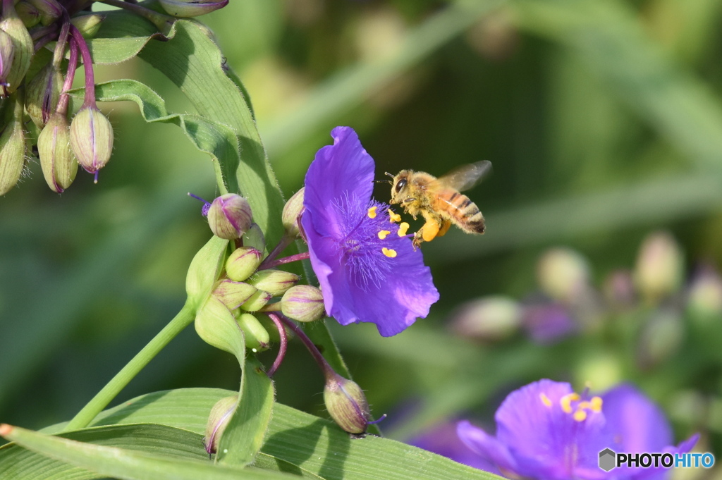 花と蜂　2128　ツユクサの花とミツバチ