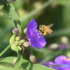 花と蜂　2128　ツユクサの花とミツバチ