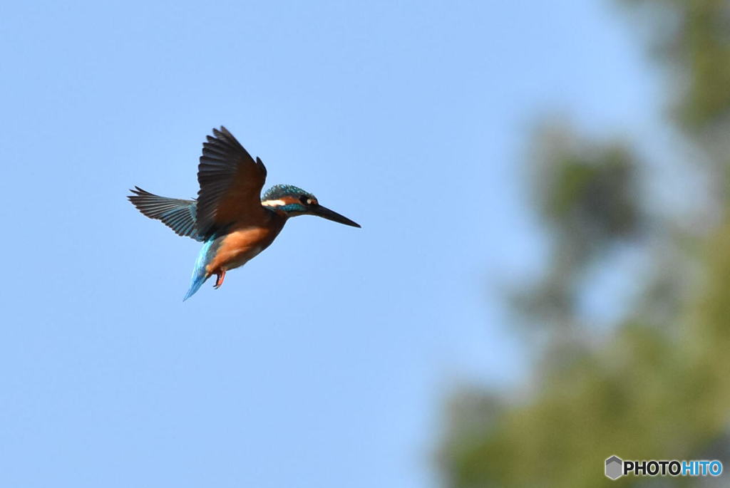 カワセミ　0139　ホバリング！！