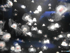 クラゲ　3910