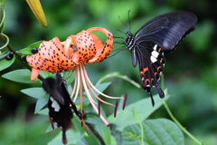 花と蝶　3828　オニユリにモンキアゲハ　２頭