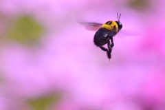 クマバチ　5801　芝桜をバックに！