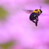 クマバチ　5801　芝桜をバックに！