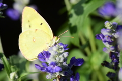 花と蝶　7364　ブルーサルビアにモンキチョウ