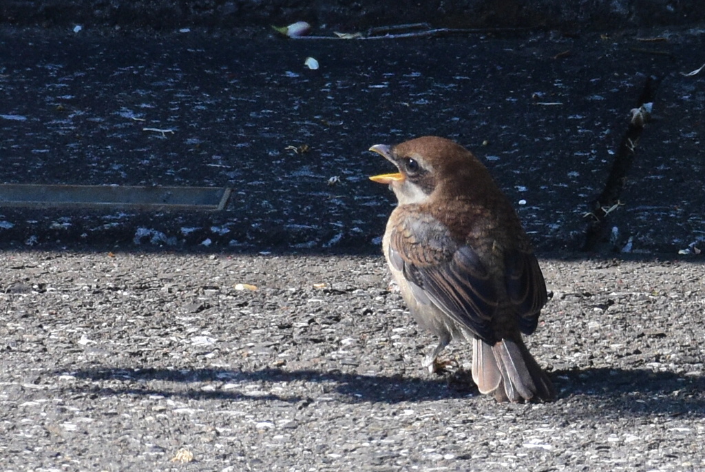 モズ　3118　幼鳥は可愛い！！