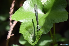 トンボ　1427　アサヒナカワトンボ ♀