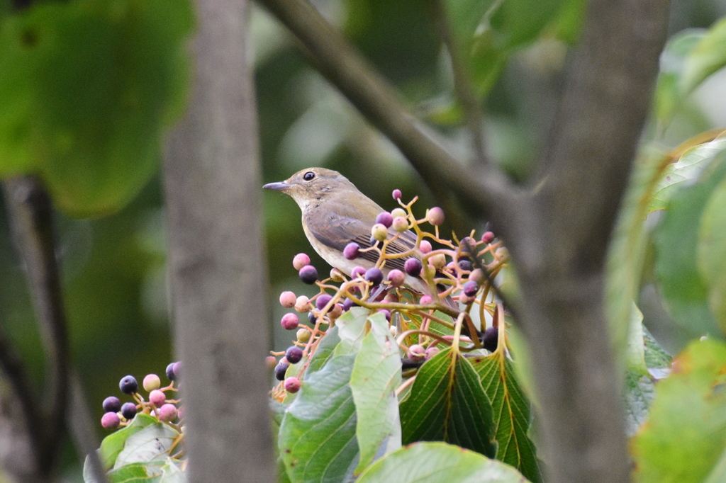 キビタキ ♀　DSC_1229 と　思うんですが！