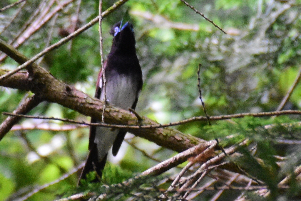 サンコウチョウ　3957　♀が鳴いていました！