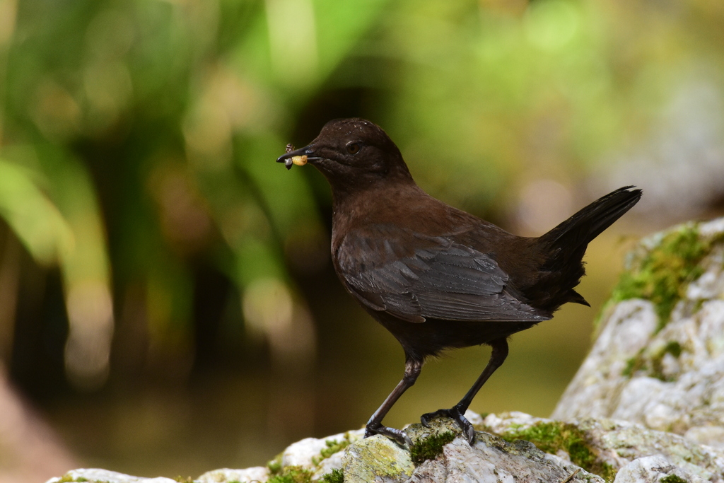 カワガラス　1797　親鳥　何咥えてるの？