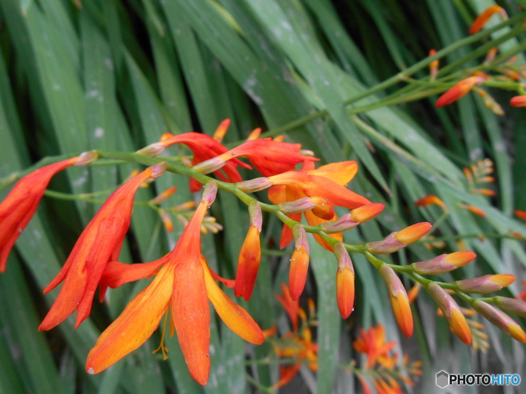 ヒメヒオウギスイセン　3120