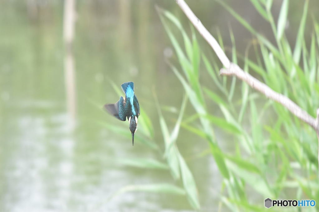 カワセミ　0088　狙いは決まった！！