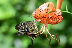 花と蝶　6172　オニユリにアゲハチョウ