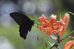 花と蝶　4334　オニユリとナガサキアゲハ