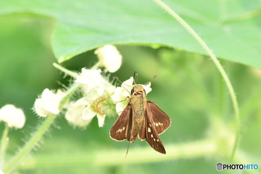 花と蝶　0065　アレチノウリにセセリチョウ