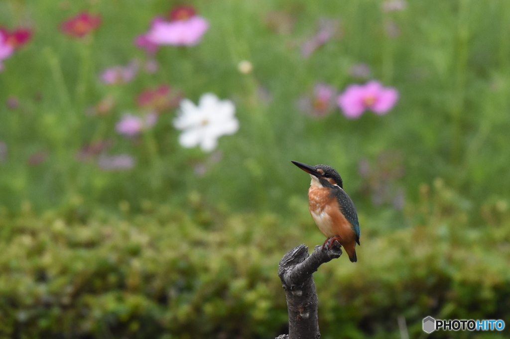 カワセミ　7107　何か気になるの？