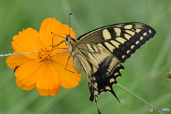 花と蝶　4767　キバナコスモスとキアゲハ