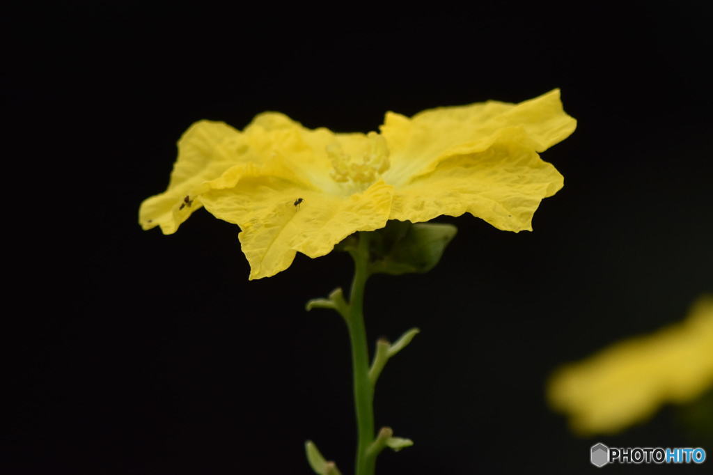 ウリ科の花　0179　ヘチマでしょうか？