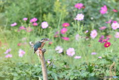 カワセミ　1096　しっかり捕ったよ！！